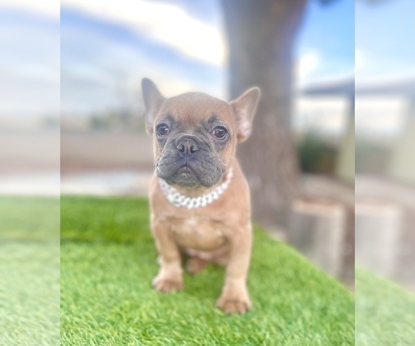 Medium Photo #10 French Bulldog Puppy For Sale in BOSTON, MA, USA