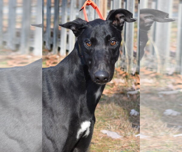 Medium Photo #4 Greyhound Puppy For Sale in Cherry Hill, NJ, USA