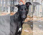 Small #3 Greyhound