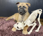 Puppy Meteor Belgian Malinois