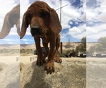 Small Photo #140 Rhodesian Ridgeback Puppy For Sale in MORONGO VALLEY, CA, USA