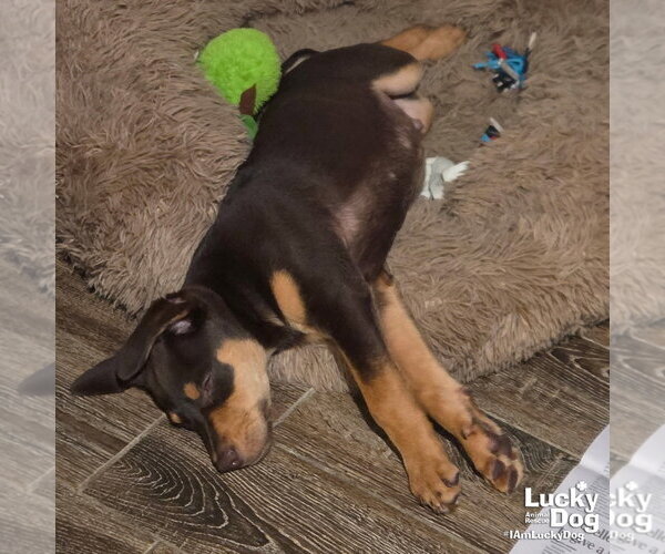 Medium Photo #3 Doberman Pinscher-Unknown Mix Puppy For Sale in Washington, DC, USA