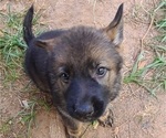 Small Photo #5 German Shepherd Dog Puppy For Sale in SUGAR LAND, TX, USA