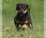 Small Photo #9 Australian Shepherd-Unknown Mix Puppy For Sale in Mechanicsburg, PA, USA