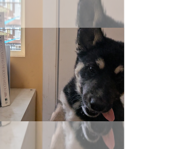 Medium Photo #12 Mutt Puppy For Sale in Pacifica, CA, USA