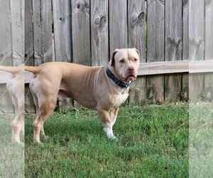 American Pit Bull Terrier-American Staffordshire Terrier Mix Dogs for adoption in Spring, TX, USA