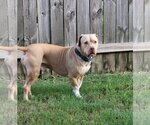 Small American Pit Bull Terrier-American Staffordshire Terrier Mix