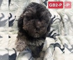 Small #3 Poodle (Toy)