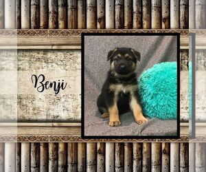 German Shepherd Dog Puppy for sale in ARTHUR, IL, USA