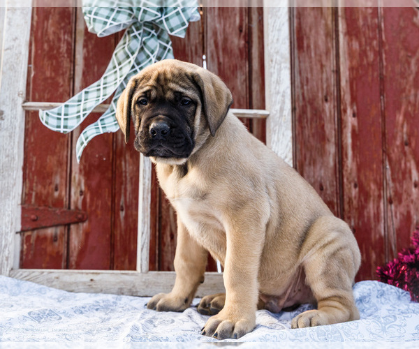 Medium Photo #41 Mastiff Puppy For Sale in WAKARUSA, IN, USA