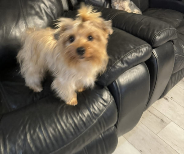Medium Photo #1 Yorkshire Terrier Puppy For Sale in FORT WORTH, TX, USA