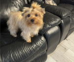Small Photo #1 Yorkshire Terrier Puppy For Sale in FORT WORTH, TX, USA