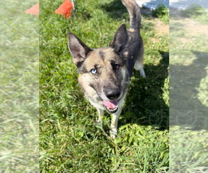 Atlas - Long Term Resident - Sponsored - Male Gerberian Shepsky Dog for Adoption - Photo #8