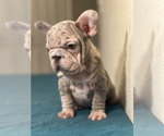 Small Photo #4 French Bulldog Puppy For Sale in LANCASTER, CA, USA