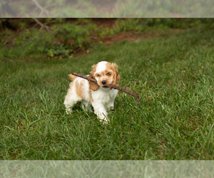 Cocker Spaniel Puppy for sale in NAPPANEE, IN, USA