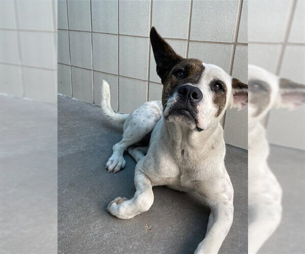 Medium Photo #1 American Pit Bull Terrier-Unknown Mix Puppy For Sale in Corpus Christi, TX, USA