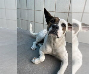 American Pit Bull Terrier-Unknown Mix Dogs for adoption in Corpus Christi, TX, USA