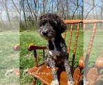 Small Schnoodle (Miniature)