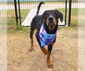 Labrador Retriever-Unknown Mix Dogs for adoption in San Antonio, TX, USA