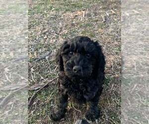 Goldendoodle (Miniature) Puppy for sale in HADDAM, KS, USA