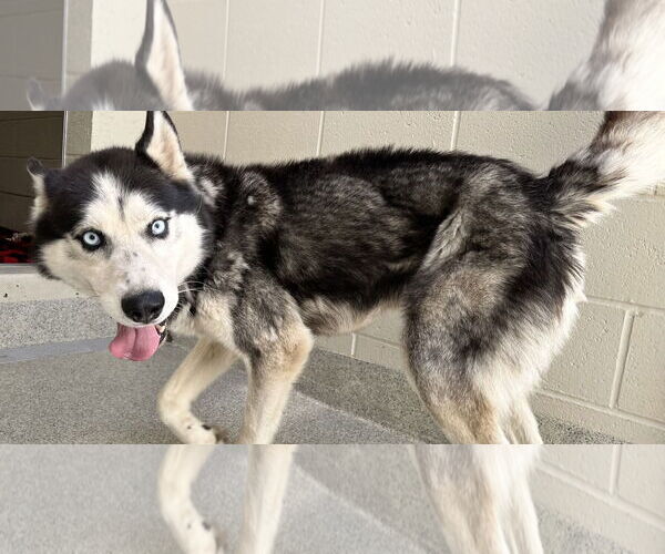 Medium Photo #3 Siberian Husky-Unknown Mix Puppy For Sale in Elk Grove, CA, USA