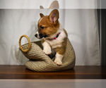 Puppy Chloe Pembroke Welsh Corgi