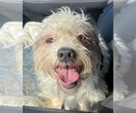 Small #6 Poodle (Miniature) Mix