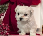 Small Photo #53 Maltese Puppy For Sale in GOSHEN, IN, USA