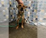 Small German Shepherd Dog
