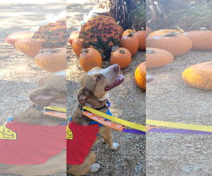 Labrador Retriever-Red Heeler Mix Dogs for adoption in Rosenberg, TX, USA