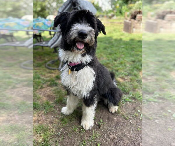 Medium Photo #2 Mutt Puppy For Sale in New York, NY, USA