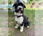 Small #1 Mutt