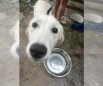 Small Great Pyrenees Mix