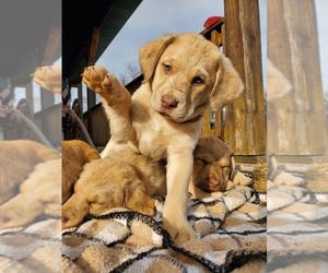 Chesapeake Bay Retriever Puppy for sale in EASTMAN, WI, USA