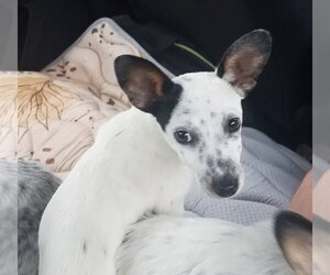 Mutt Dogs for adoption in Sanford, FL, USA