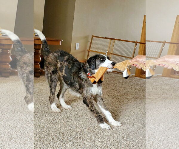 Medium Photo #2 Mutt Puppy For Sale in Brooklyn Center, MN, USA