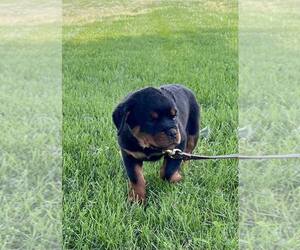 Medium Rottweiler