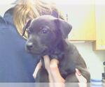 Small Mutt