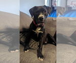 Small #5 Labrador Retriever Mix
