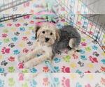 Small #1 Morkie