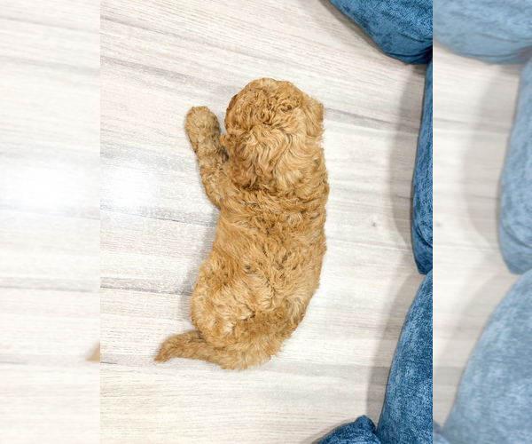 Medium Photo #4 Miniature Labradoodle Puppy For Sale in MILLERSBURG, OH, USA