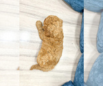 Small #3 Miniature Labradoodle