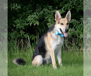 Harrison - Male German Shepherd Dog Dog for Adoption - Photo #18