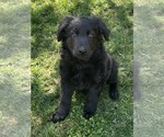 Small #5 German Shepherd Dog