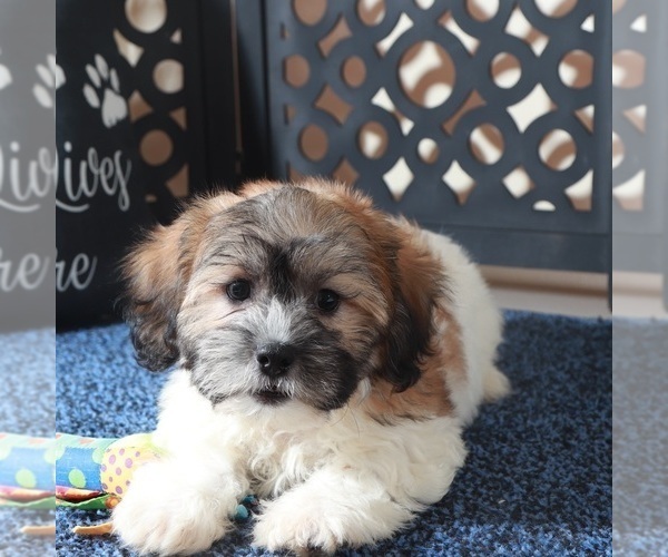 Medium Photo #3 Zuchon Puppy For Sale in MOUNT VERNON, OH, USA