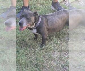 American Staffordshire Terrier Dogs for adoption in San Antonio, TX, USA