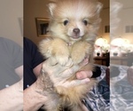 Small #4 Pomeranian