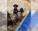 Small #22 Doberman Pinscher