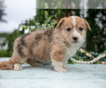 Small Photo #20 Pembroke Welsh Corgi Puppy For Sale in NEW CONCORD, OH, USA