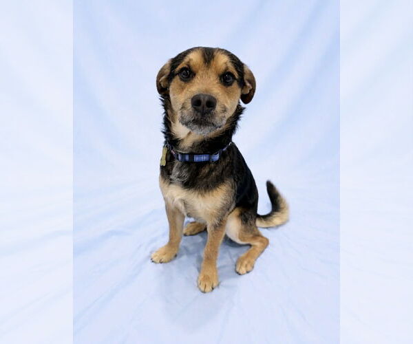Medium Photo #1 Mutt Puppy For Sale in Sandy, UT, USA